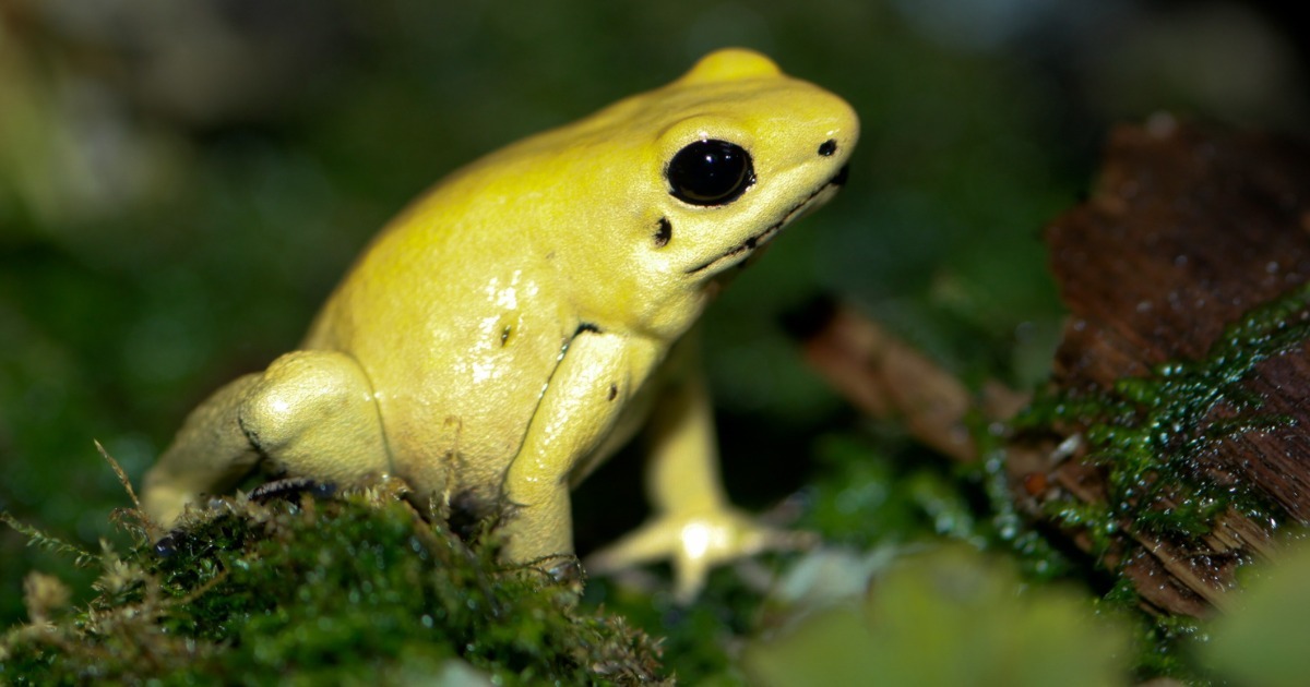 Dos 12 animais mais venenosos do mundo, quem lidera a lista é um caracol