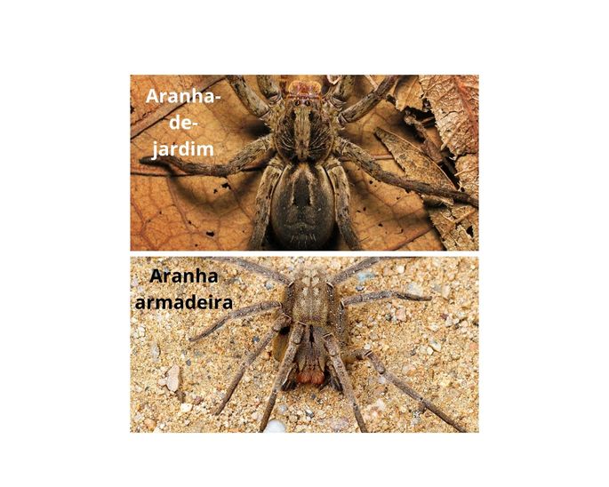 Aranha-de-jardim