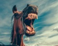 70 curiosidades inacreditáveis sobre os animais