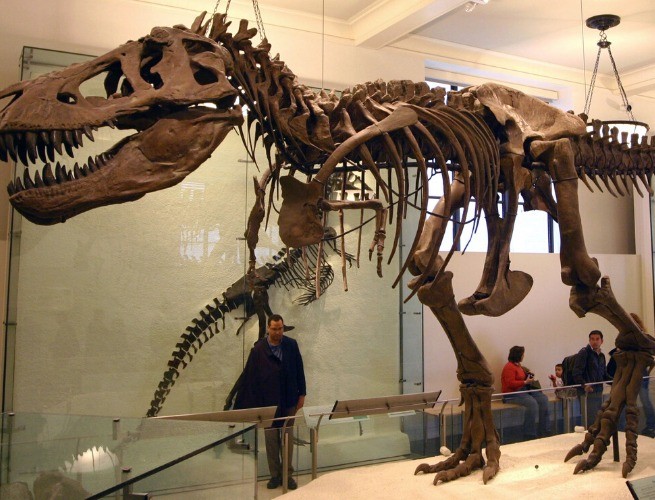 Tiranossauro Rex: como era o incrível rei dos dinossauros? - HiperCultura